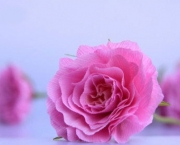 Rosas de Papel Crepom (1)