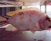 Transformar Pele de Peixe em Artesanato (7)
